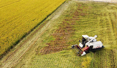 <b>金秋水稻飘香收获忙</b>