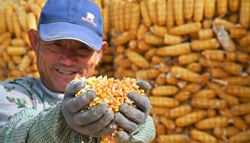 <b>山东青岛：金秋玉米喜丰收</b>