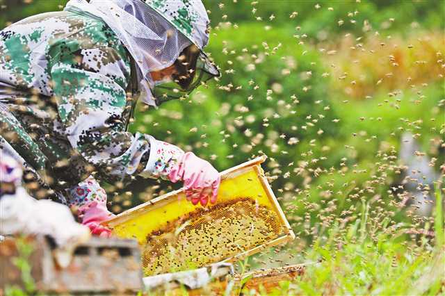 <b>彭水：脱贫攻坚下足“绣花”功</b>