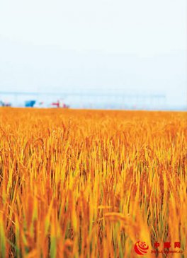 <b>青岛海水稻迎来收获季</b>