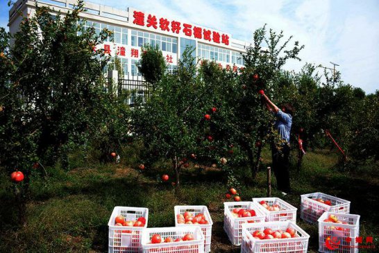 五项措施促发展 精准规划保丰收