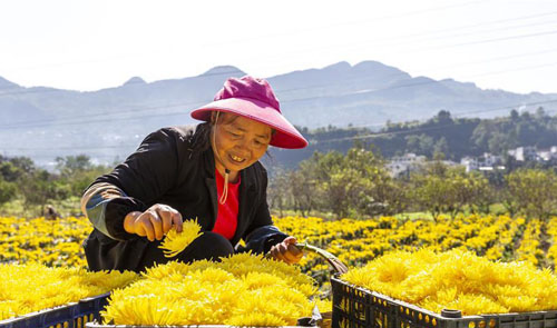 <b>贵州黔西：金丝皇菊开出“美丽”经济</b>