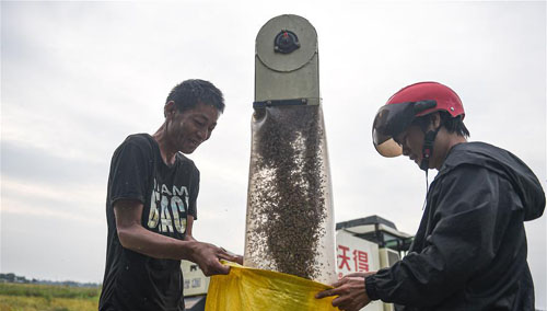 <b>晚稻抢收忙</b>