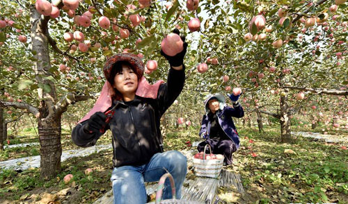 <b>金秋时节果飘香</b>