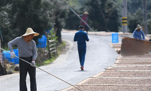 <b>浙江诸暨：香榧丰收</b>