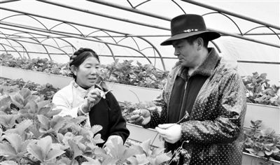 从未上过学的科特派 教农牧民种蔬菜