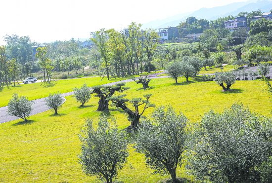 油橄榄 让山头富得流油