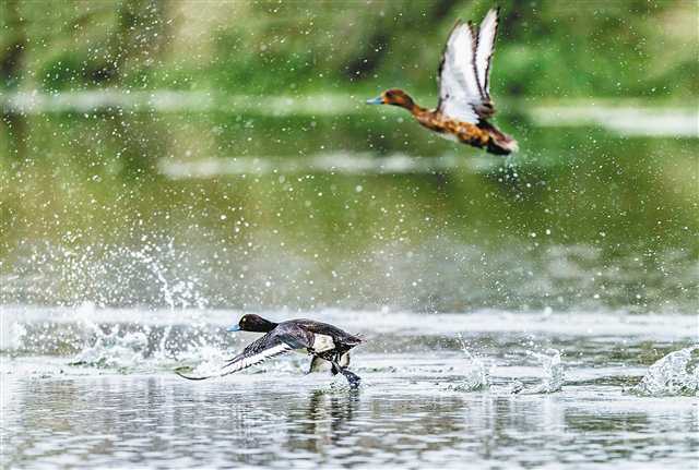 <b>凤头潜鸭 飞临重庆</b>