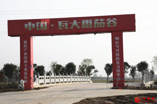 安徽颍东：加快推进瓦大番茄谷项目建设