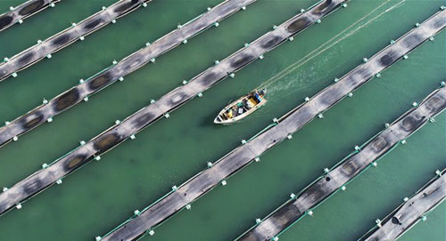 <b>山东荣成：秋海参捕捞忙</b>