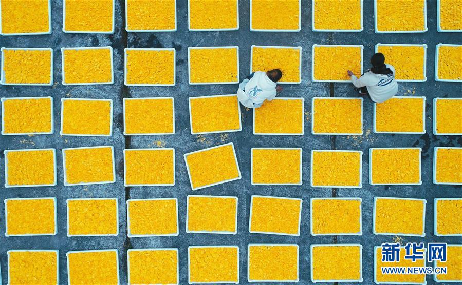 <b>贵州龙里：“扶贫菊花”铺开致富路</b>