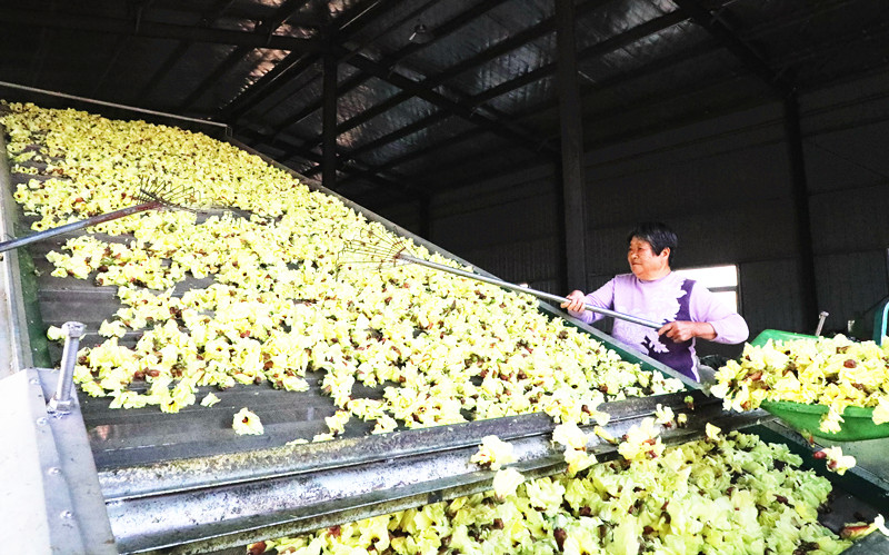 <b>订单产业助脱贫</b>