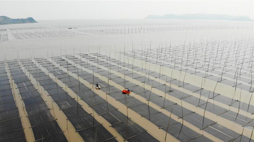 <b>浙江路桥：紫菜迎来丰收季</b>