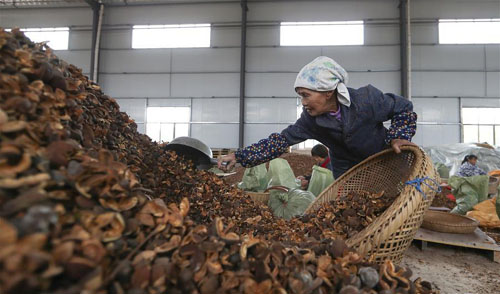 <b>贵州玉屏：油茶鲜果烘干助农增收</b>