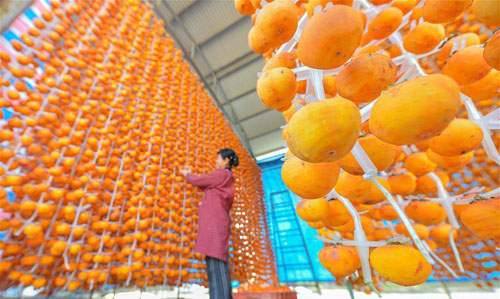 <b>河北磁县：深秋柿子加工忙</b>