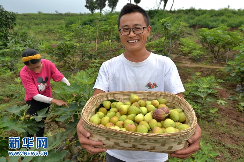 <b>小小无花果，托起致富大梦想</b>