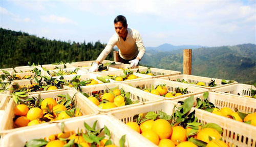 <b>贵州榕江：脐橙鲜上市</b>