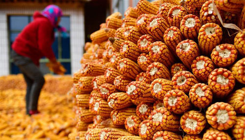 <b>高原冬日农事忙</b>