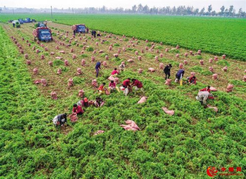 陕西大荔县沙苑红萝卜喜获丰收