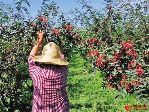 陕西扶风：种下花椒树，过上红火日子