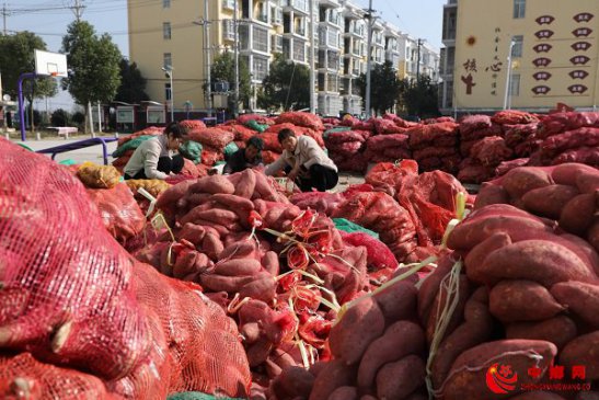 <b>安徽颍东：红薯丰收日子甜</b>