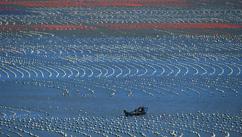 <b>福建连江：“海上牧场”渔耕图</b>