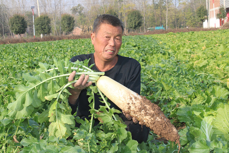 <b>蔬菜丰收菜农乐</b>