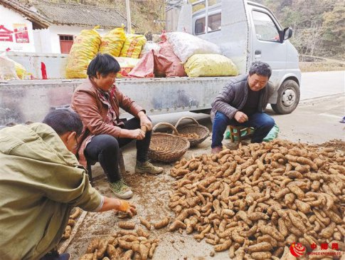中药材种植助力脱贫增收