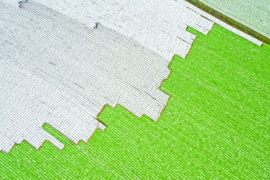 <b>四川广安：白萝卜迎来冬种管护的繁忙时节</b>