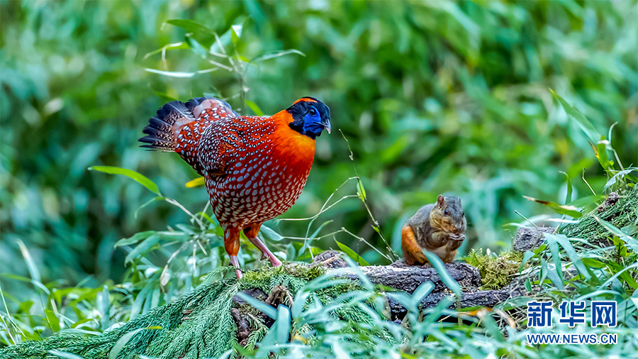 国家二级保护动物红腹角雉现身重庆金佛山