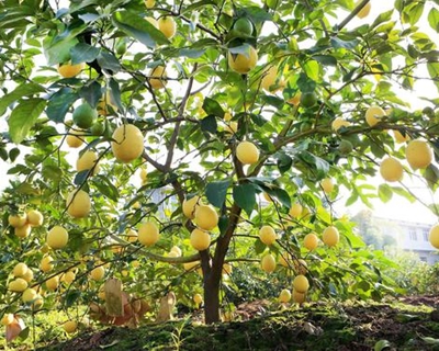 <b>四川安岳：柠檬铺就脱贫致富路</b>