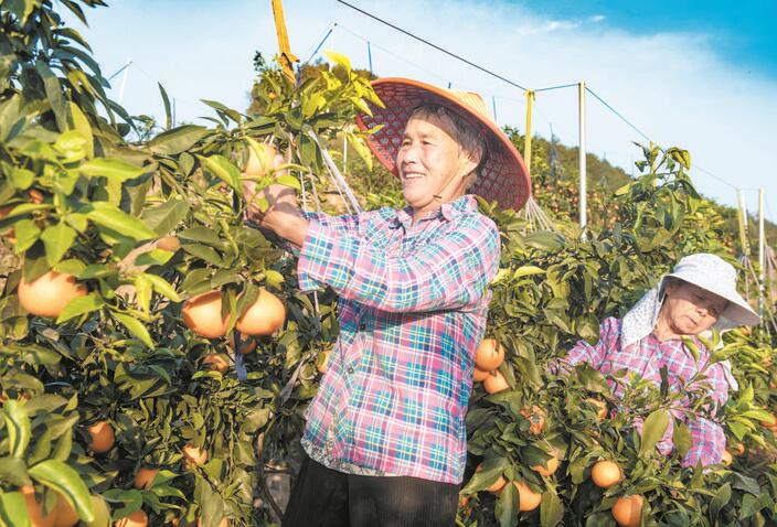<b>农牧对接柑橘丰收</b>