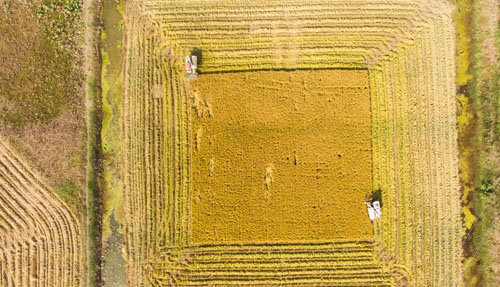 <b>湖南安乡：初冬农事忙</b>