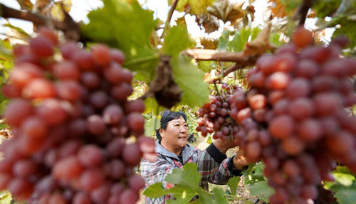 河北巨鹿：晚熟葡萄喜丰收