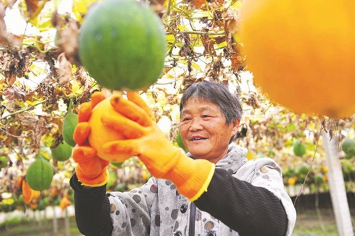 徐州睢宁：小瓜蒌成致富“宝葫芦”