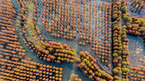 <b>江苏泗洪：湿地杉林色彩斑斓</b>