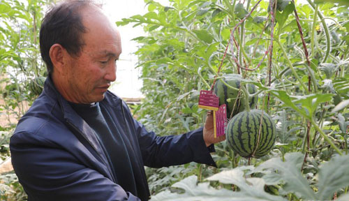 <b>甘肃民勤：果蔬飘香</b>