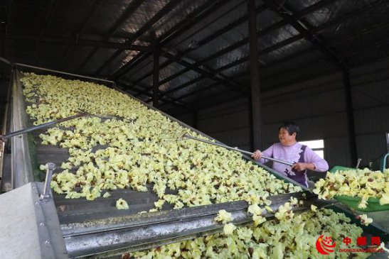 <b>安徽颍东：黄蜀葵香飘致富路</b>