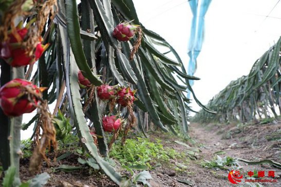 <b>安徽颍东：种植火龙果  闯出致富路</b>