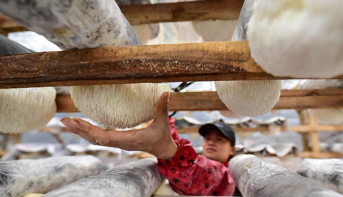 <b>猴头菇种植助增收</b>