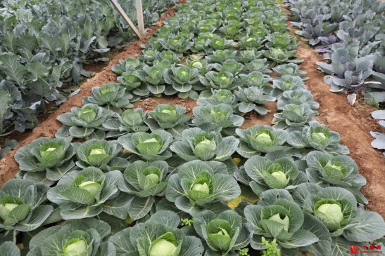 <b>杨凌：为万家餐桌备好＂越冬蔬菜＂</b>