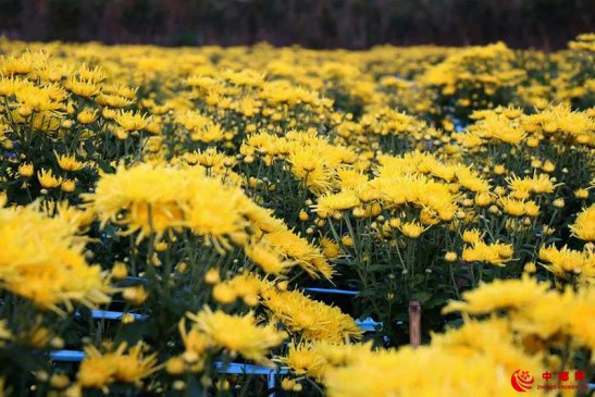 陕西黄龙：“黄花花”变身致富新产业