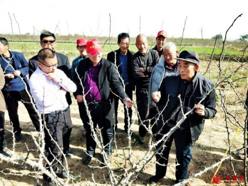 花椒修剪培训为产业发展提质增效