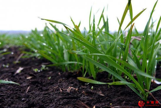 如何促进小麦分蘖？