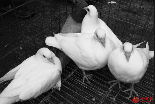 肉鸽养殖防“五病”