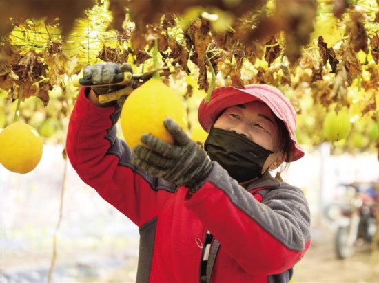 <b>蒲城：瓜蒌产业兴村富民</b>