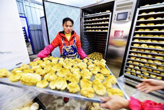 猴头菇 种植助增收