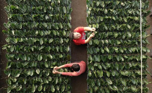 小雪时节农事忙