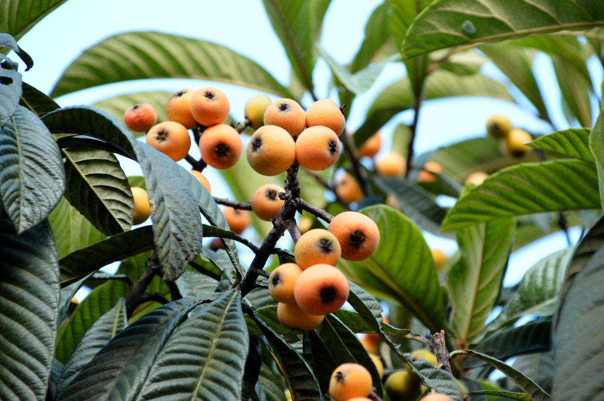 <b>金华穆坞村：枇杷树上的致富经</b>