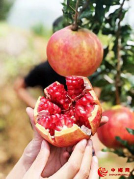 <b>陕西潼关：软籽石榴成群众“致富果”</b>